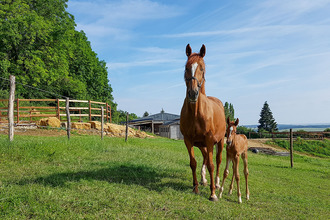  divers forbach 57600