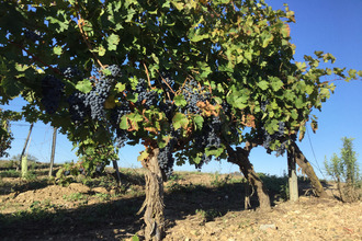  divers roquessels 34320