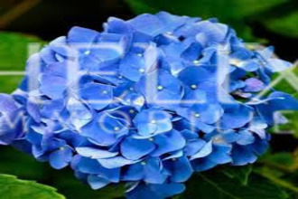  divers st-germain-en-laye 78100