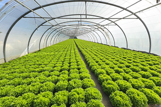  divers villelongue-de-la-salanque 66410