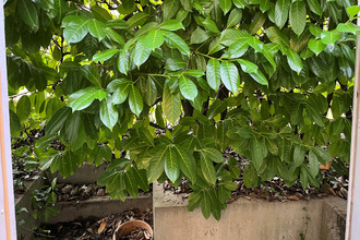  localcommercial issy-les-moulineaux 92130