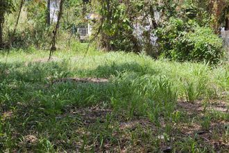  localcommercial lamentin 97232