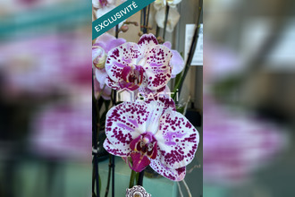  localcommercial moret-sur-loing 77250