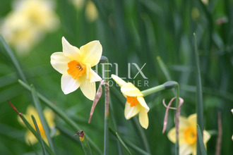 location appartement st-germain-en-laye 78100