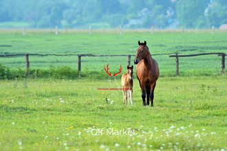  maison bg-en-bresse 01000