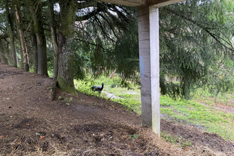  maison eymoutiers 87120