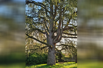  maison lisle-sur-tarn 81310