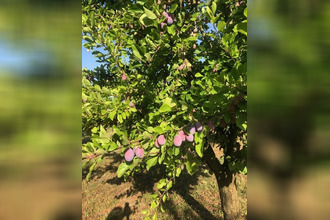  maison mirabel 82440