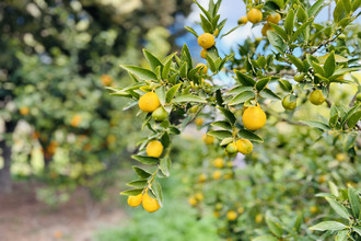  maison narbonne 11100