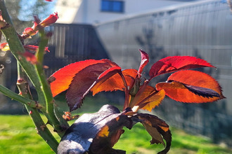  maison st-aubin-d-aubigne 35250