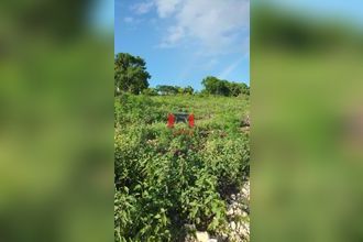  terrain anse-bertrand 97121