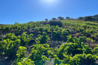  terrain banyuls-sur-mer 66650