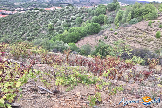  terrain banyuls-sur-mer 66650