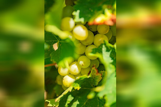  terrain belveze-du-razes 11240