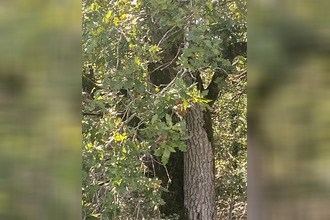  terrain crossac 44160