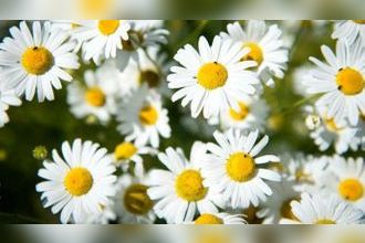  terrain essertaux 80160