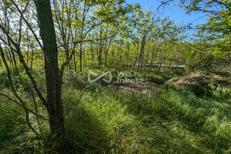  terrain felines 07340