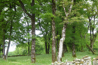  terrain gorses 46210