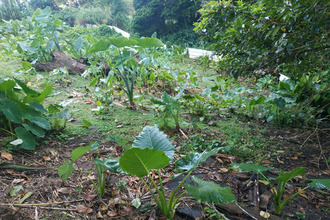  terrain gros-morne 97213