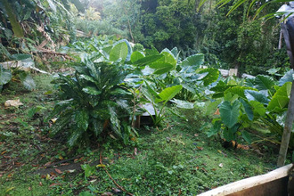  terrain gros-morne 97213