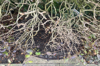  terrain leffrinckoucke 59495