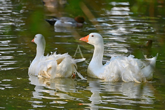  terrain les-sables-d-olonne 85180
