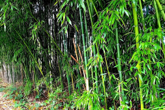  terrain lescure-d-albigeois 81380