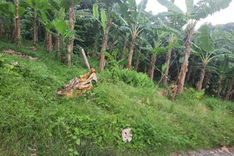  terrain lorrain 97214