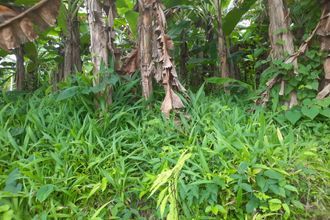  terrain lorrain 97214