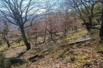  terrain luceram 06440