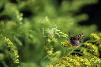  terrain mellac 29300