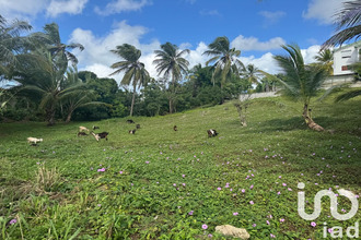  terrain morne-a-l-eau 97111