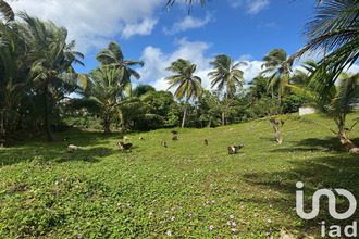  terrain morne-a-l-eau 97111