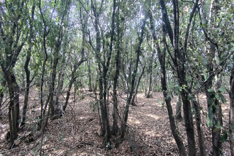  terrain moureze 34800