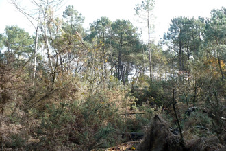  terrain nivillac 56130