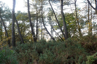  terrain nivillac 56130