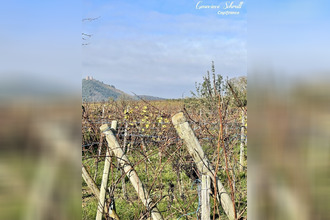  terrain obermorschwihr 68420