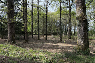  terrain pance 35320