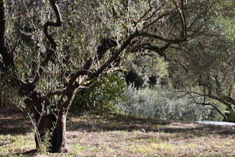  terrain pignans 83790