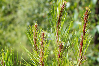  terrain pissos 40410