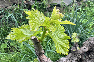  terrain port-vendres 66660