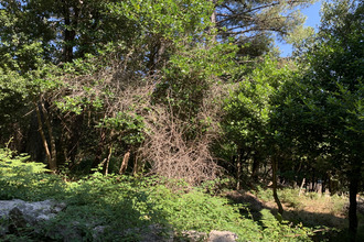  terrain porto-vecchio 20137