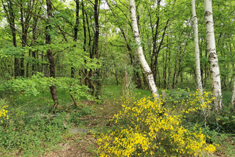  terrain selles-st-denis 41300