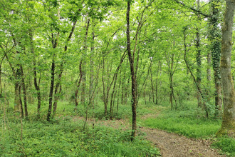  terrain selles-st-denis 41300