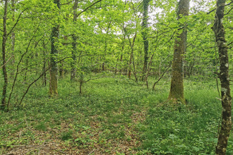  terrain selles-st-denis 41300