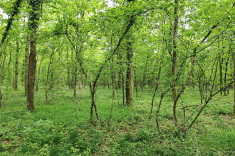  terrain selles-st-denis 41300