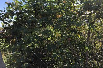  terrain st-denis 97490