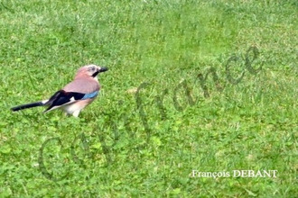  terrain st-etienne-a-arnes 08310