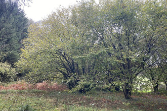  terrain st-julien-le-petit 87460