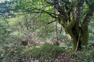  terrain st-yrieix-la-perche 87500